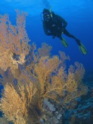 Gorgonian Fans & Diver. Taken at "Garden of Eden" on the ... by Karen Willshaw 